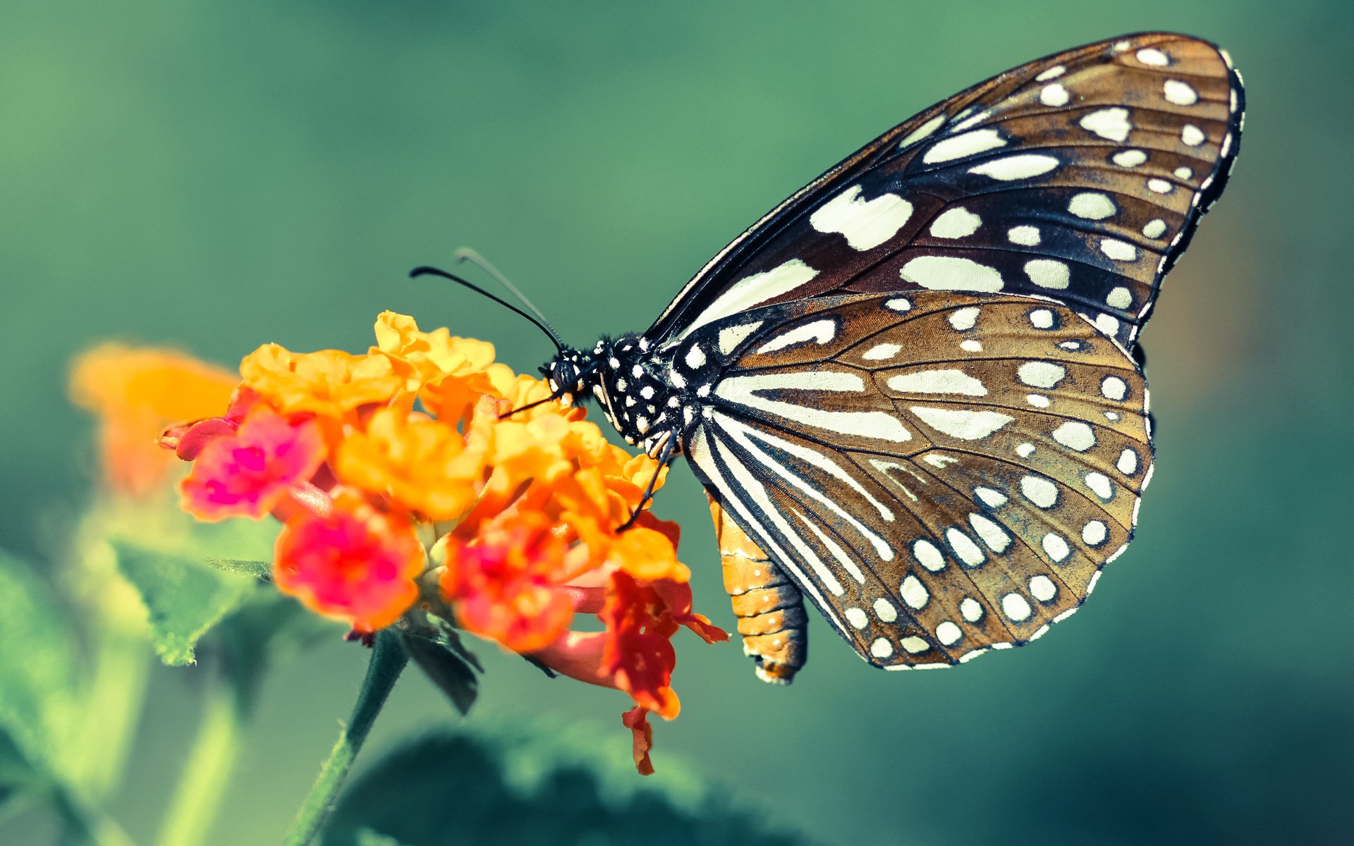 乐鱼体育平台-CBA球迷文化蓬勃发展 主场氛围火热，cba篮球文