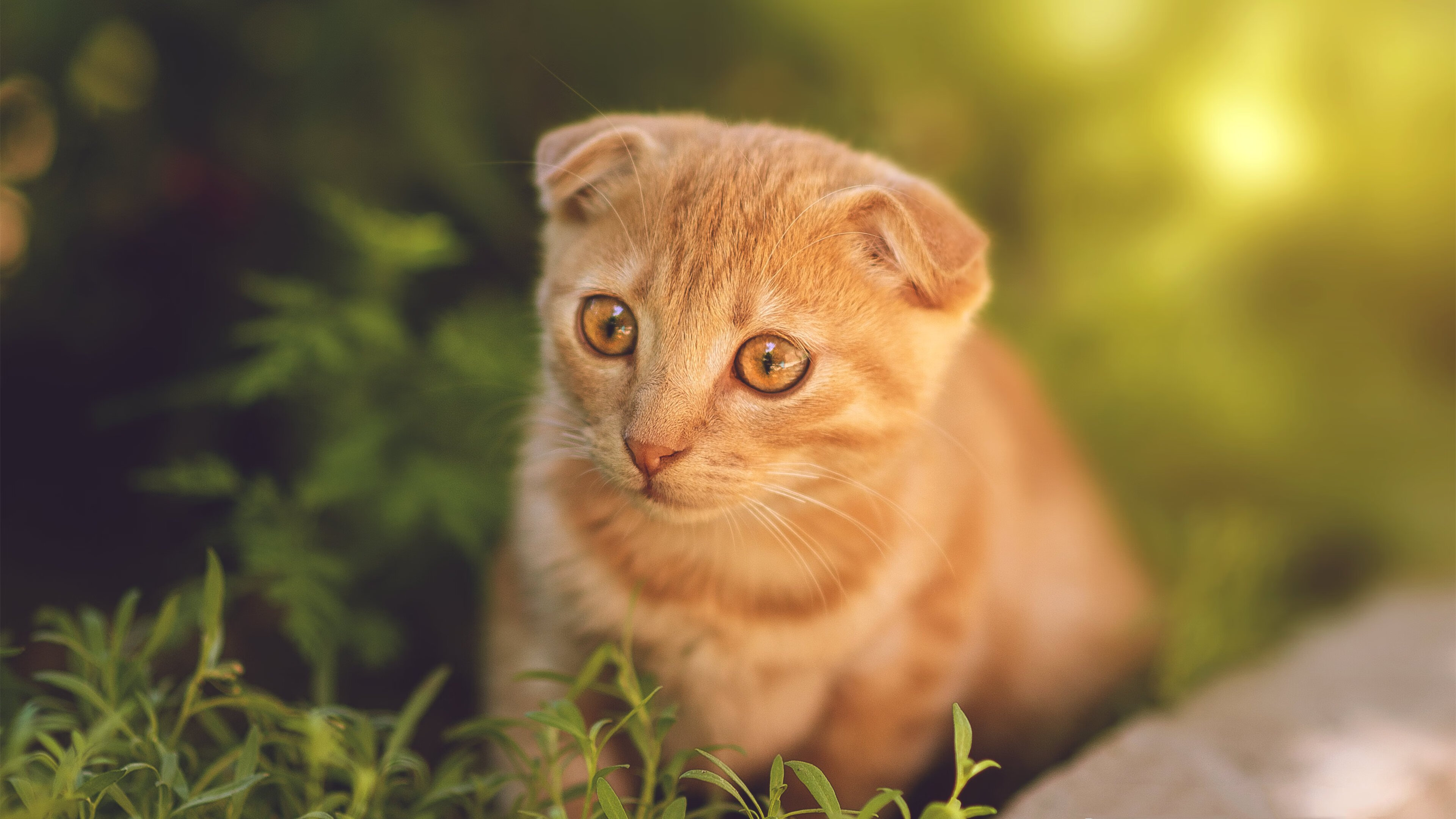 乐鱼体育app-五大联赛底层球队是否更倾向于构建高球权战术，五大联赛哪个大球多