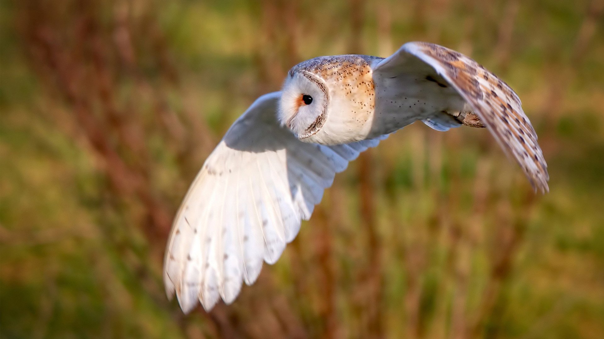 乐鱼体育官网注册-五大联赛中小俱乐部如何应对金元时代挑战,五大联赛各俱乐部之间的关系