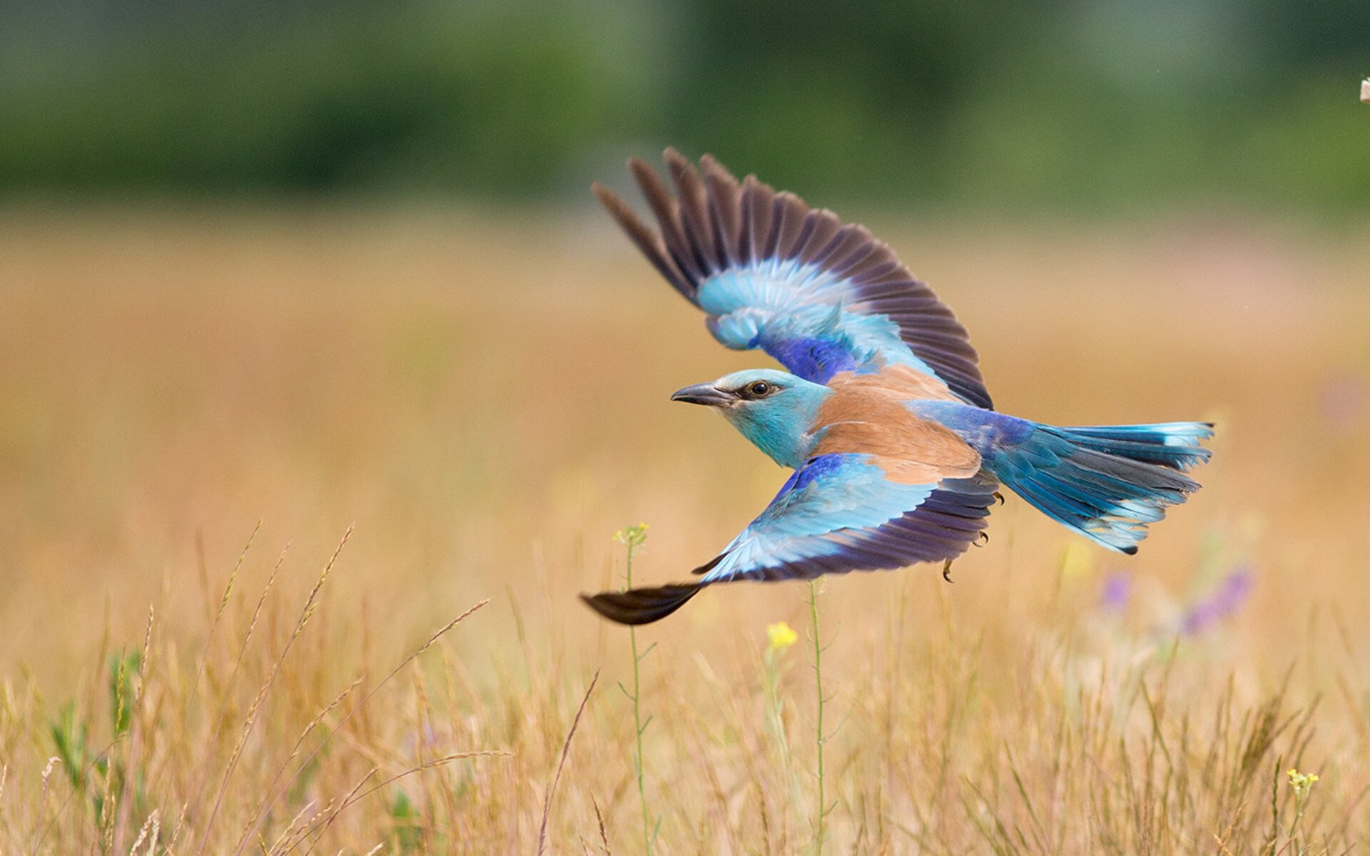 乐鱼官网安全-全运会赛事筹备赛事组织有条不紊,全运会赛事保障