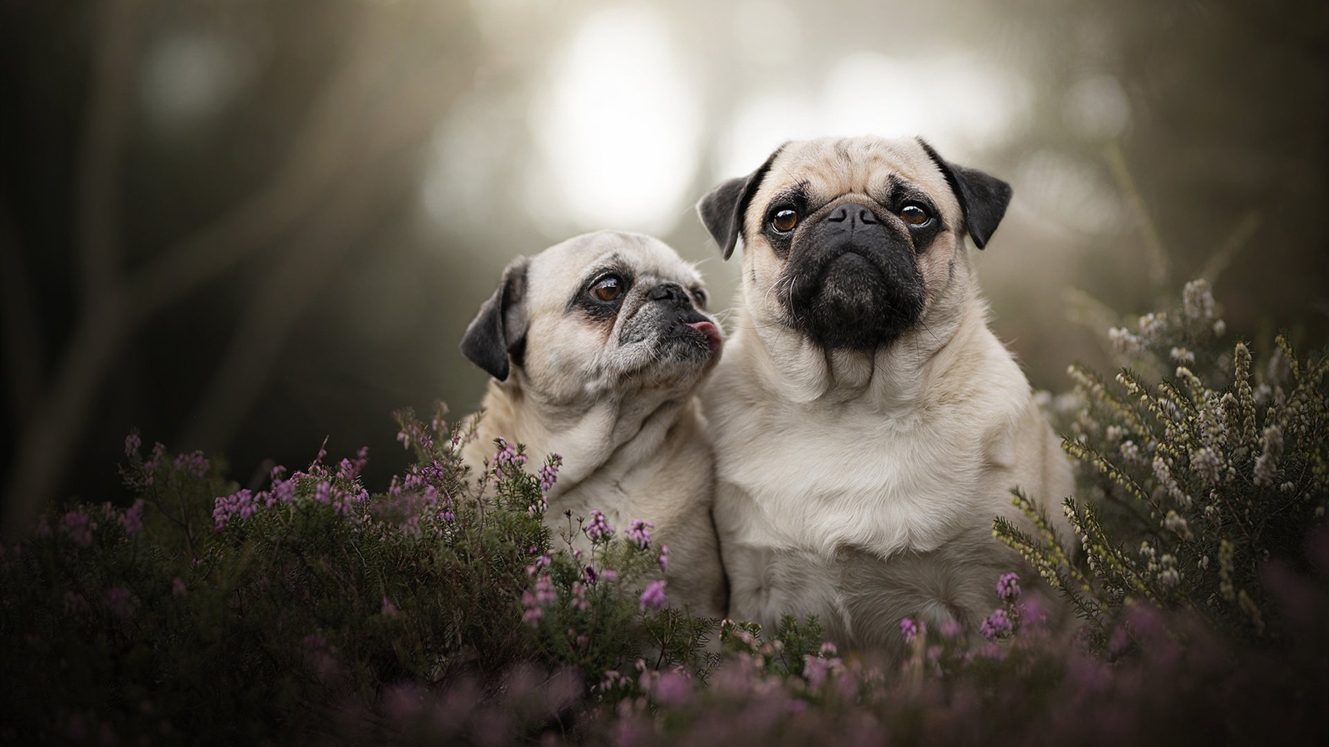 乐鱼体育平台登录-弗赖堡中后场连线构建稳定体系，弗赖堡主帅