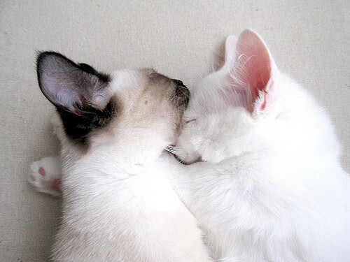 乐鱼体育app-慢节奏球队是否在关键时刻更具稳定性,慢节奏类型的是