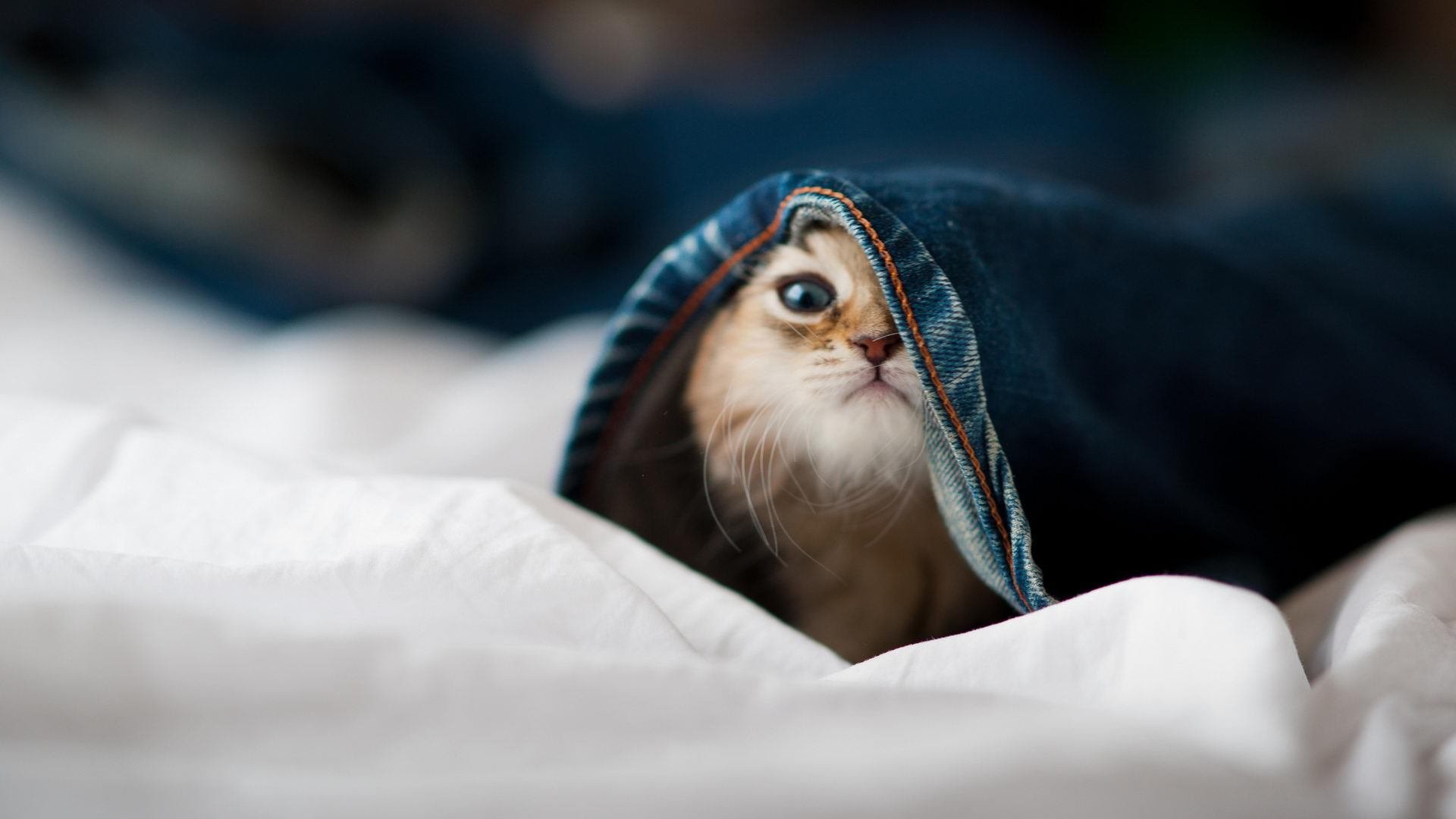 乐鱼app下载-教练团队临场应变战术打法成关注焦点,作为教练员如何临场指导