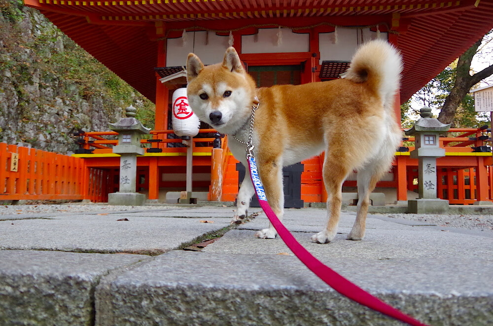 乐鱼体育app官网入口-球星在快节奏比赛中的得分效率表现,球星在快节奏比赛中的得分效率表现是什么